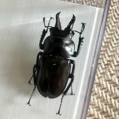 Lucanidae Specimen丨Neolucanus yunnanensis Schenk, 2024 61mm A1 Yingjiang, Yunnan