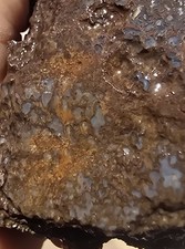2.34 Medium Sized Agitized Dino Bone 4 Rocks