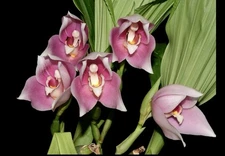 Angulocaste Ivan Portilla Pink White Fragrant Huge BS Orchid Hybrid 5.5” Pot