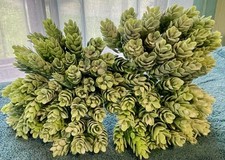 FAUX GREEN SEDUM SUCCULENT FLOWER BUSH - 4  BUNCHES 7 1/2  LONG STEMS 2