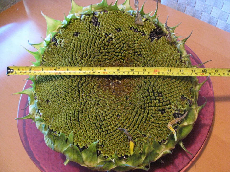 Renee's Garden Sunzilla Giant Sunflower Seeds Fresh import from USA