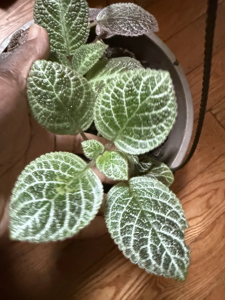 Episcia Houseplants for sale - eBay