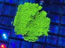 Nuclear Green Montipora 2”
