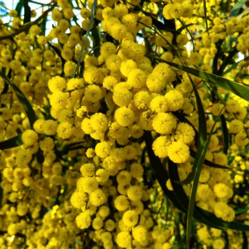 Acacia pycnantha Seeds - "Golden Wattle"