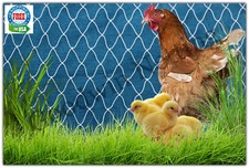 5 ft Chicken, Ducks, Quail, Game Bird Netting or Protective Plant Netting Nylon