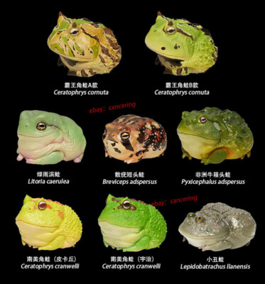 ANIMAL HEAVENLY BODY A SERIES OF LAUGH AND GROW FAT 13 Ver. frog