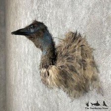 #25564 EL | Emu Shoulder Taxidermy Mount For Sale