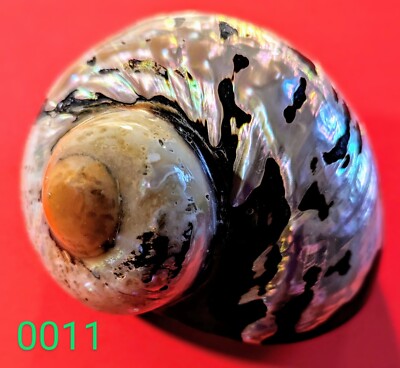  Massive tolle natürliche afrikanische Turban Muschel Koralle Muschel Schnecke Haus Aquarium 