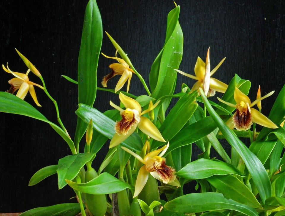 Rare Coelogyne fimbriata, the Brown Rock Orchid, mildly fragrant orchid