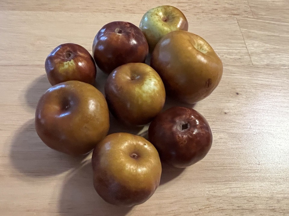 (3) Chico Jujube Tree 8" Thin Cutting For Grafting/No Root eBay