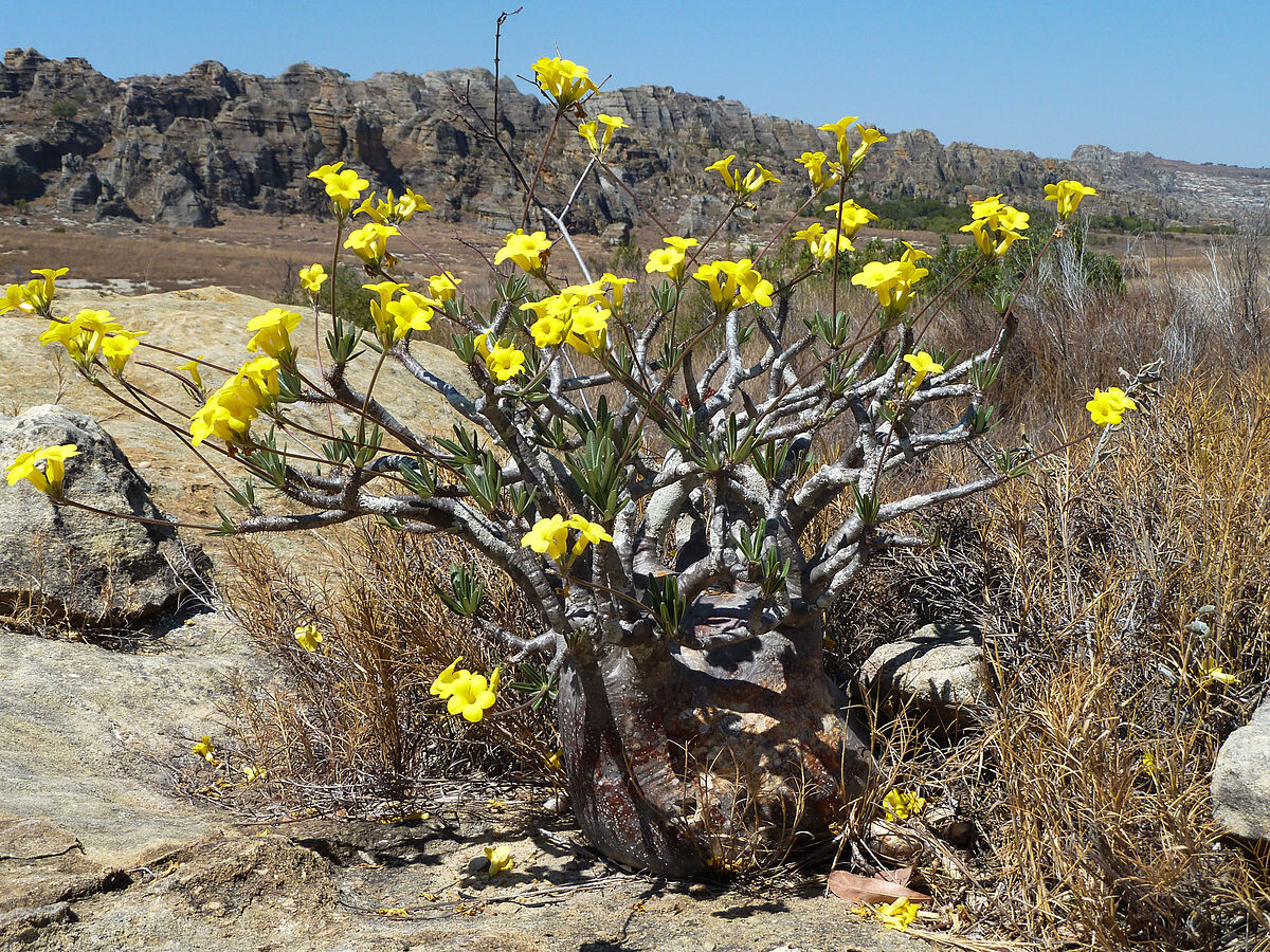 1624パキポディウム ロスラーツム Pachypodium cactipes Pachypodium cactipes : r/Caudex