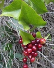 Sarsaparilla Smilax Aspera 500 Seeds Semi Seeds