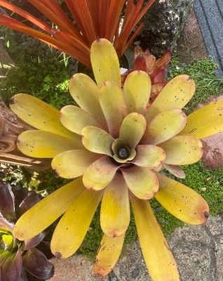 Aechmea   JC Super Star    Bromeliad