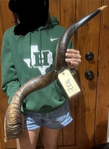 Shofar Kudu Horn 39.5” Kosher  mount taxidermy bone (3122)