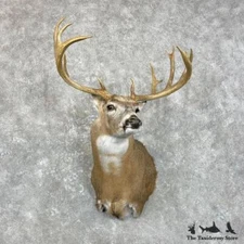 #28005 EL | Whitetail Deer Taxidermy Shoulder Mount For Sale