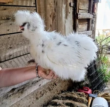 One dozen Fertile Silkie / Satin, Showgirl, Frizzle  Hatching Eggs