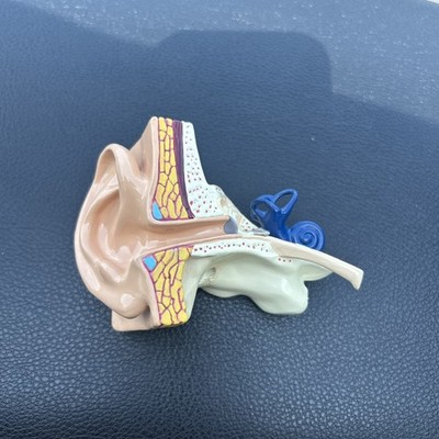 Scientific 3D Human Ear Anatomical Display Model Inner Canal Pharma Design 1994