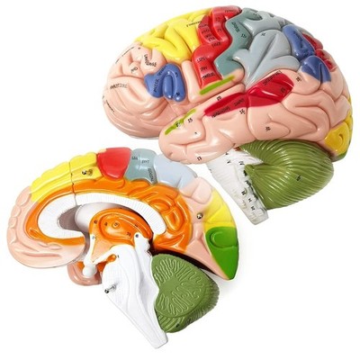 Hadwyn menschliches Gehirn Modell Etiketten 2X Lebensgroß Anatomie Lernen Wissenschaft Neu