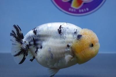 A Grade Oreo Ranchu Male Live Goldfish