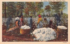 Memphis Tennessee TN Cotton Picking Time 5A-H1450 Linen Postcard