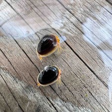 Uova di conchiglia asiatiche (Clam Shrimp Cyzicus Pilosus) Triops gamberi preistorici