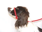 Anti Pull Figure 8 Dog Lead - (Halter Head Collar) Super Soft Braided Nylon
