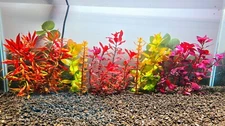 Pop of Paradise Plant Pack Live Aquatic Freshwater Plants Stem Plants Aquarium