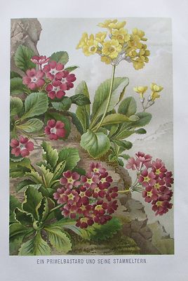 Primelbastard und seine Stammeltern - Alter Druck 1898 Chromolithografie Print