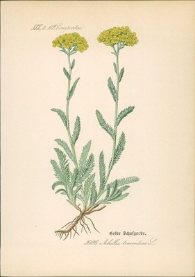 Chromolithographie : Gelbe Schafgarbe. Filzige Schafgarbe. Achillea tomentosa L.