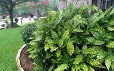 6 Aucuba Japonica Golden Dust Gold-dust in small pots beautiful