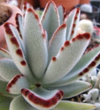 KALANCHOE TOMENTOSA rare succulent panda plant 4"