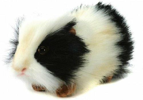 guinea pig plush toy australia