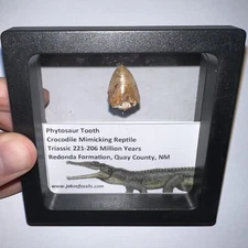 Framed PHYTOSAUR Fossil Tooth Lot Triassic Dinosaur Era Reptile! One per Order