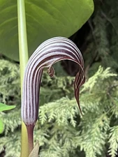 Arisaema fargesii Jack in the Pulpit Voodoo Cobra Lily Dormant Tuber Bulb Arum