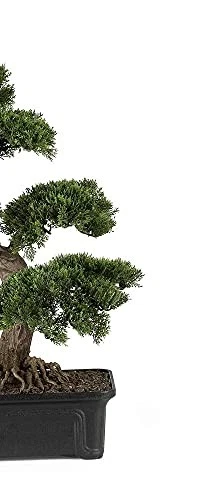 Casi Natural 4103 24 pulgadas. Planta de seda bonsái de cedro, verde Foto 3 de 4