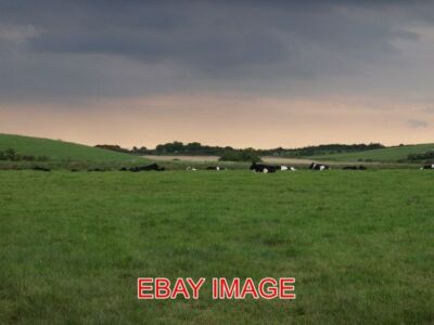 PHOTO  THE COWS ARE LYING DOWN NEAR ASHGROVE/ STEVENSTON LOCH VERY SULTRY WEATHE