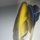 Blue & Yellow Natural Craft Feathers Mixed Lot for DIY Crafts, Decorations — photo 10