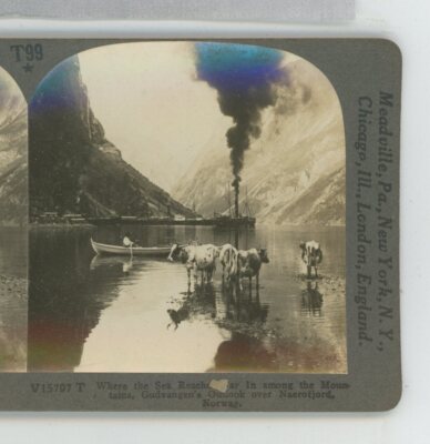 Cows Gudvanger Outlook over Naerofjord Norway Keystone Stereoview