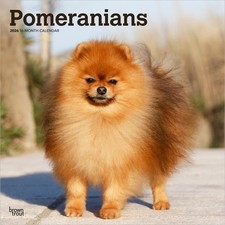 Pomeranians 2026 12 x 24 Inch Hanging Monthly Square Wall Calendar Plastic