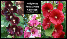 Hollyhocks Reds And Pinks Collection Alcea Seeds