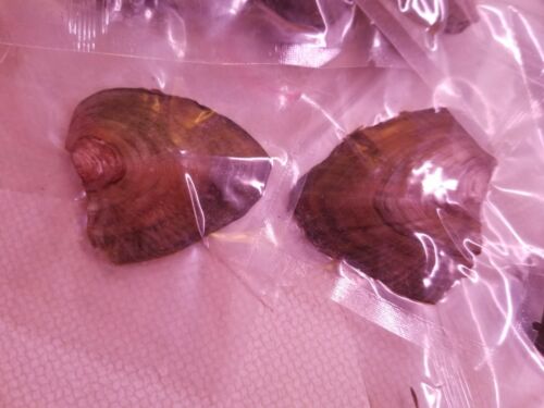 5 ostras envueltas individualmente con perlas ¿hágalo usted mismo perlas Akoya? Lote Pearl Oyster - Imagen 4 de 6