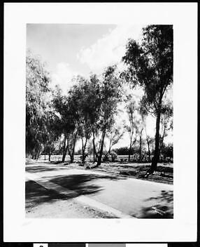 Tree-lined Arizona road Old Photo