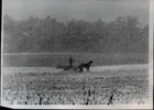 1958 Press Photo Farm Hands And Mule Work In Five-Inch Blanketed Snowfall