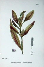 Original Old Antique Print Botany Plants C1902 Reddish Pondweed Potamogeton