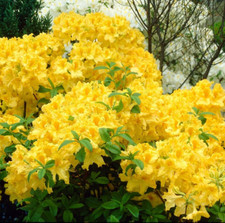 Rhododendron Luteum Honeysuckle Yellow XXL Large 4Ltr Pot Hardy Deciduous Shrub