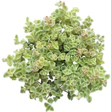 Sedum Little Missy Succulent (2'' or 4'' or 6'')