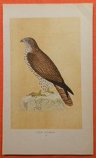 Ospenbussard (Pernis apivorus) litografia około 1880 roku Honey Buzzard