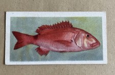 UNITED TOBACCO SOUTH AFRICA -AFRICAN FISH RED STEENBRAS NO.8