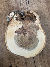 Hickory Burl Slice Approximately 9 x 7 x 3/4 Inches