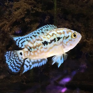 Electric Blue Jack Dempsey - Cichlid - Live Fish - 2inch 